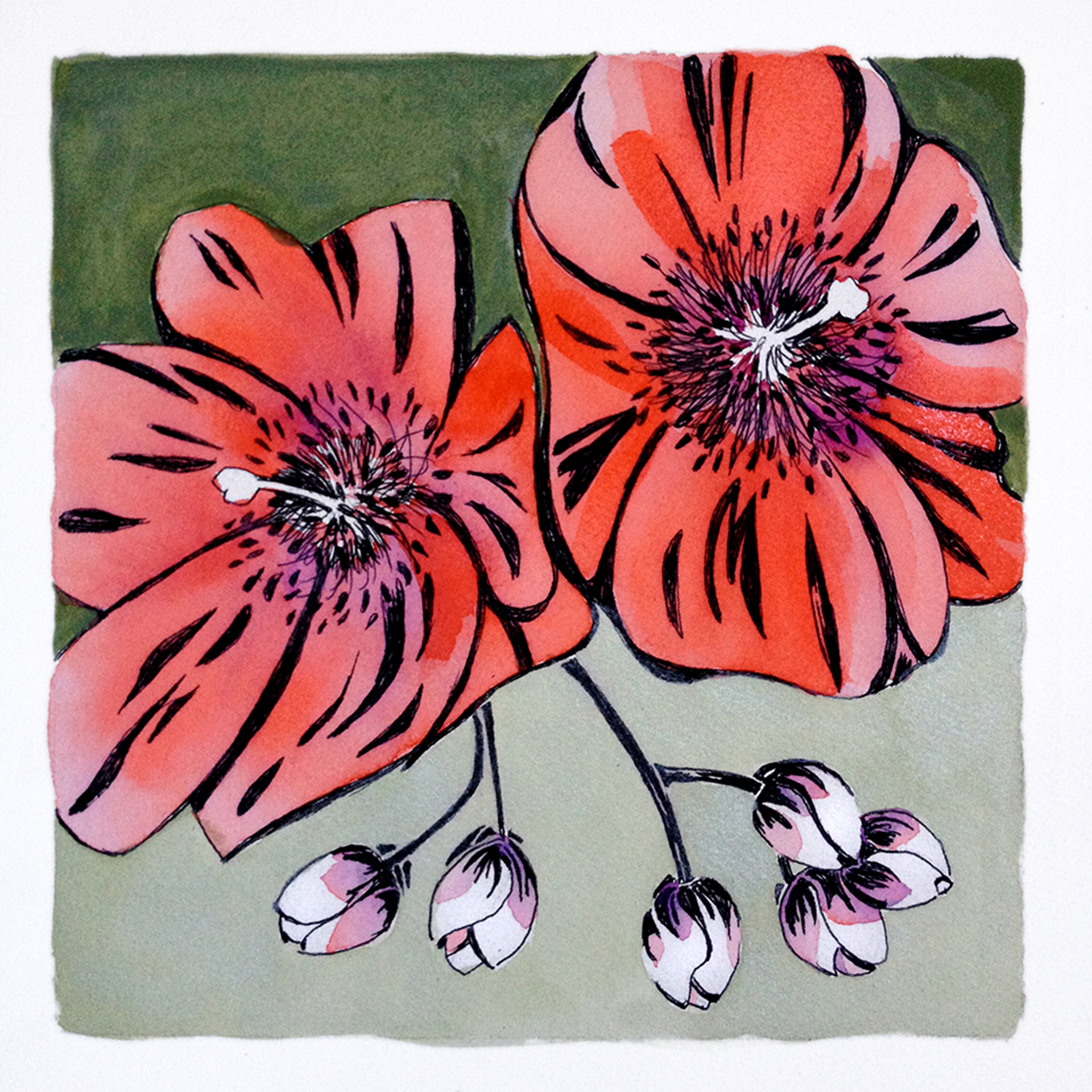 Poppies Watercolor